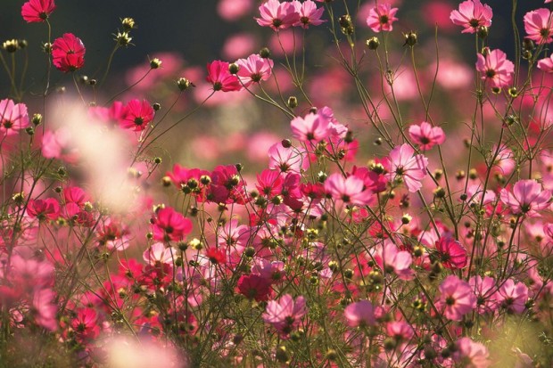 Flower Flower